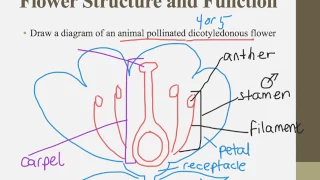 Notes for IB Biology Chapter 9.4