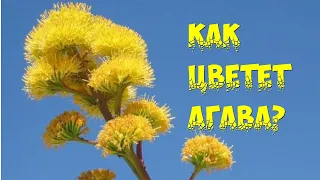 Как цветет Агава?/Агава цветет один раз в жизни!