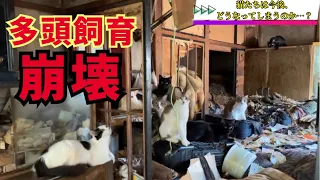 【保護猫】多頭飼育崩壊〜ゴミ屋敷に猫７０頭〜