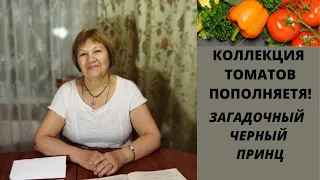 ЗАГАДОЧНЫЙ ТОМАТ "ЧЕРНЫЙ ПРИНЦ"! ПОПОЛНЕНИЕ КОЛЛЕКЦИИ!!!