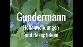 Essbare Wildkräuter: Der Gundermann