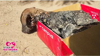 Puppy Covered in Solid Tar and Screaming in pain |  Rescued Video.