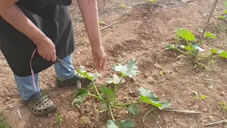 📖 GUÍA | ✂PODA y  📌ENTUTORADO del CALABACÍN en 🌱CRECIMIENTO | EN CAMPO Y ALMA