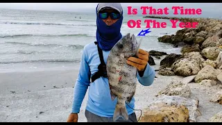 GIANT SHEEPSHEAD FISHING on The JETTY