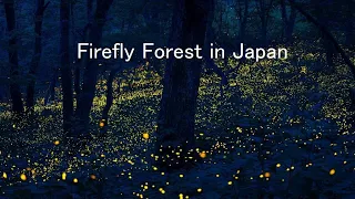 Firefly Forest in Japan