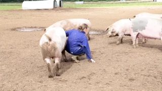 This is British Pig Farming