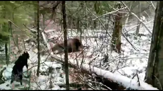 Русско Европейская Лайка охота на лося (Зяблик+Хана)