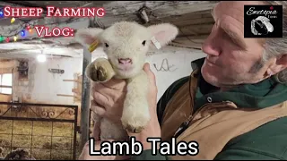 Lamb Tales