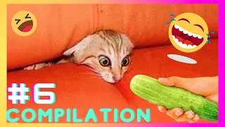 Funniest Animal Videos 😂 - Funny Cats invited to the Dog Party #06