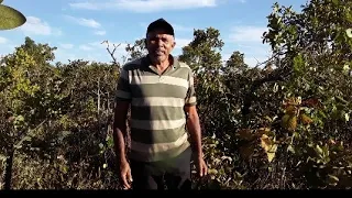 Plantas Medicinais do Cerrado