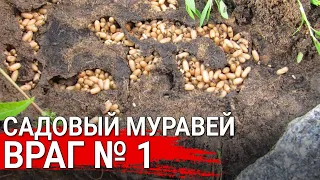 Садовый муравей - враг № 1