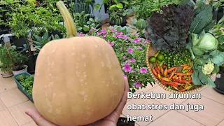 Enaknya jadi petani setiap hari bisa panen, panen gratis, kebun di halaman rumah