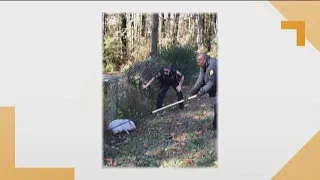 Lawrenceville Police rescue pig roaming road