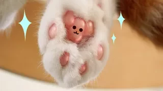 Cleaning Kitty's Feet! | SuriNoel