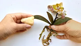 100 times stronger than garlic! Even a small orchid has new shoots 🌿