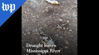 Drought leaves Mississippi River bone dry