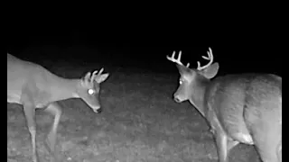 Young Buck vs Older Buck   Whitetail Deer