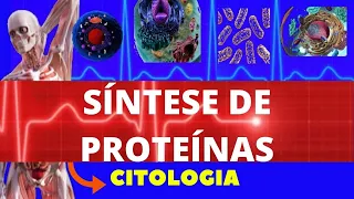 SÍNTESE DE PROTEÍNAS - TRADUÇÃO (SÍNTESE PROTEICA) - CITOLOGIA - FACILITANDO A MEDICINA