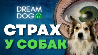 Страх у собак 🐶 Отучить щенка бояться и научить вести себя правильно 🐕 Вопросы кинологу про страхи 🐩