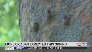 Expect more cicadas this spring!