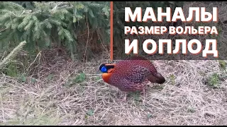 Моналы: Влияние размера вольера на оплод