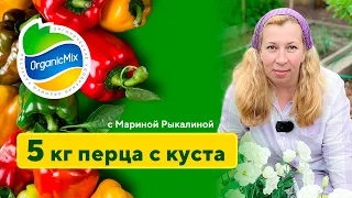 Как получить 5 килограмм перца с куста? Высадка перца. Томаты в теплице. Марина Рыкалина советует.