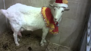 Новогодняя коза