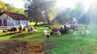 🔴 SÍTIO DO GERVANO - A LIDA DOS ANIMAIS E A RIQUEZA DA SIMPLICIDADE NA ROÇA - VÍDEO 2