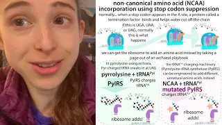 Pyrrolysine and noncanonical incorporation with PylRS + PyltRNA & amber suppression