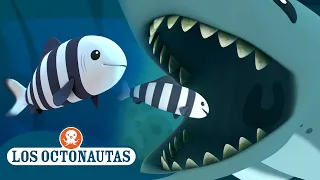 Los Octonautas - El tiburón y el pez piloto | ¡ESPECIAL DE LA SEMANA DE TIBURONES! 🐟🦈