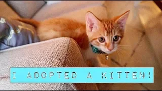 I ADOPTED AN 8 WEEK OLD KITTEN!