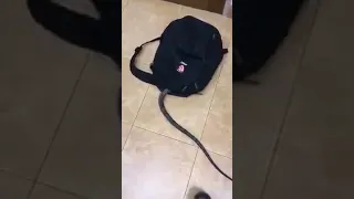 Змея выпрыгнула из рюкзака