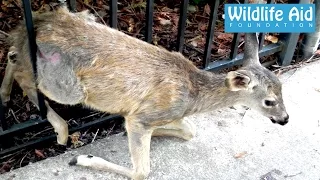 Trapped Fawn Gets Reunited With Her Mum!