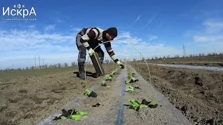 Высадка рассады ранней капусты в грунт. 6.03.19