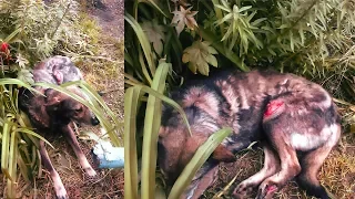 Двое суток собака ждала помощи Люди бездействовали help the sick dog