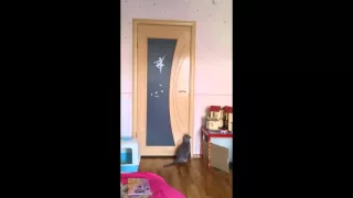 Хитрая кошка открывает дверь