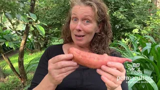 Sweet potato - all you need to know.   With Morag Gamble