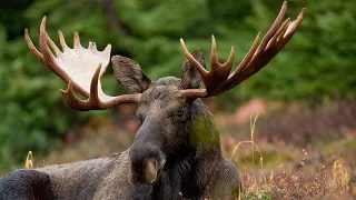Moose sound, moose cry, moose roar