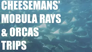 Mobula Rays and Orcas Trips