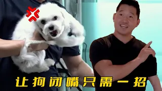 馬爾濟斯見人就咬，訓犬師卻一招讓它閉嘴，直言這狗純屬慣的