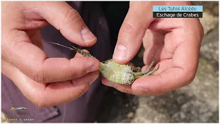 LES TUTOS PECHE ALCEDO - Eschage de crabes