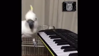 Powerful parrot plays piano