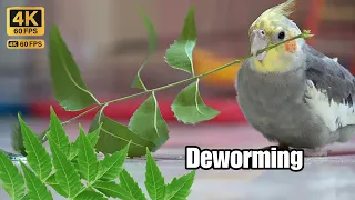 Cockatiel Bird Deworming - Natural Way Try this at your home | Raven And Family