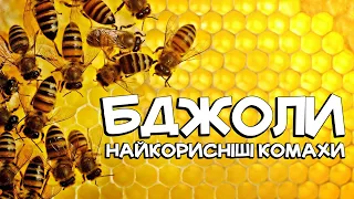 БДЖОЛИ: НАЙКОРИСНІШІ КОМАХИ | ЦІКАВІ ФАКТИ ПРО БДЖІЛ