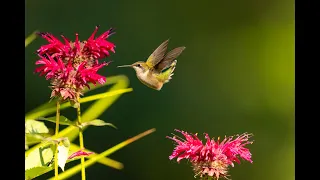 Ruby-throated hummingbird drinking nectar from a bee balm, shot with a Canon EOS R5 and a 600 f4 iii