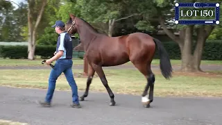 Lot 150 Downbytheseaside / Eye Can Run colt Success Stud Nutrien Equine Sydney March 8-10 2024