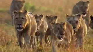 Wild animal fighting video //best animal video // 2021/lion and zebra video-