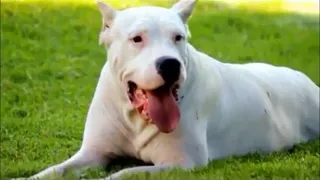 Il Dogo Argentino: il signore dei cani