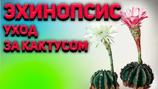 Кактус Эхинопсис. Echinopsis. Уход за кактусами.