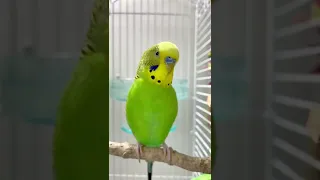 Happy budgie sounds 🥰💚💛✨ #budgielife #parakeet #shorts